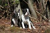 BOSTON TERRIER 069